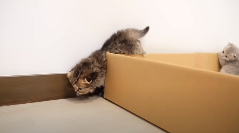 箱の外に脱走する子猫