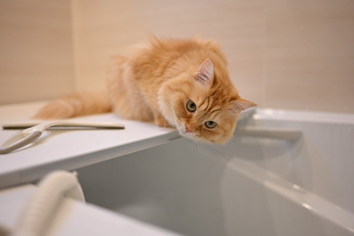 湯船をのぞき込む茶色の長毛猫