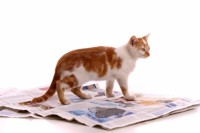 新聞紙の上に立つ猫