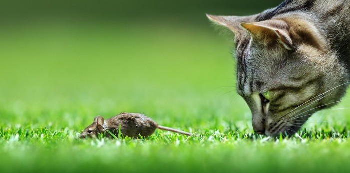 草の上でネズミに顔を近づける猫
