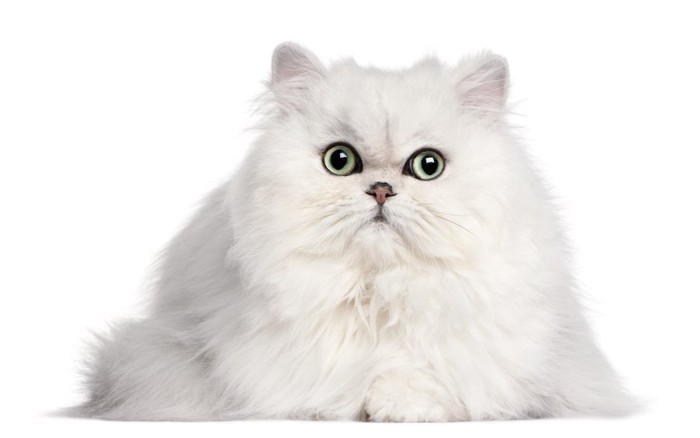 まん丸な瞳のペルシャ猫
