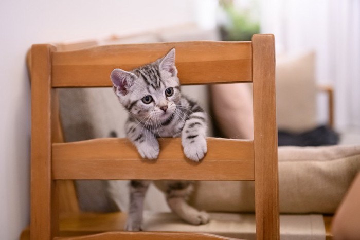 椅子で遊ぶ猫