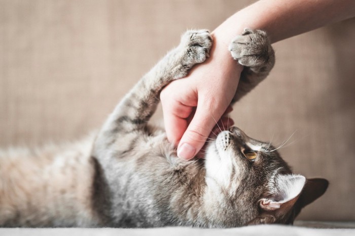 手を握る猫