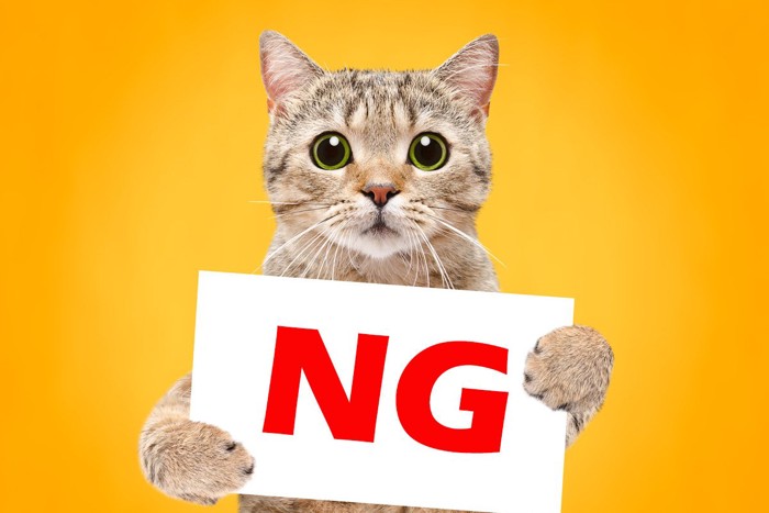NG看板を持つ猫