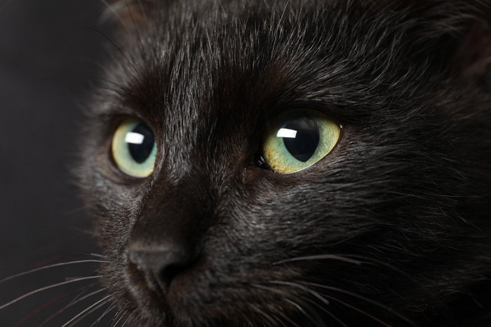 金色の目をした黒猫