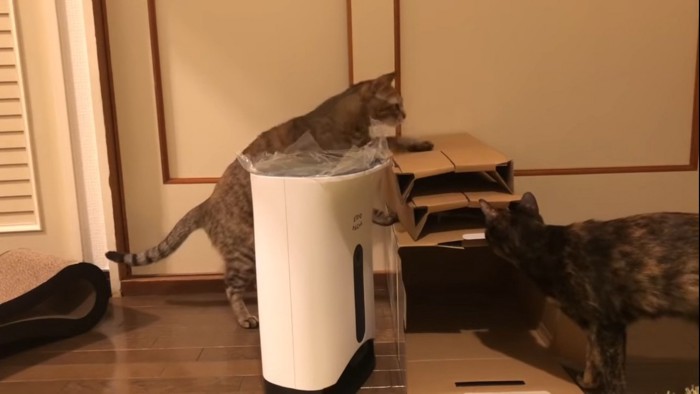 給餌器のまわりに集まる猫たち