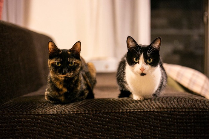 ソファの上に座っている2匹の猫