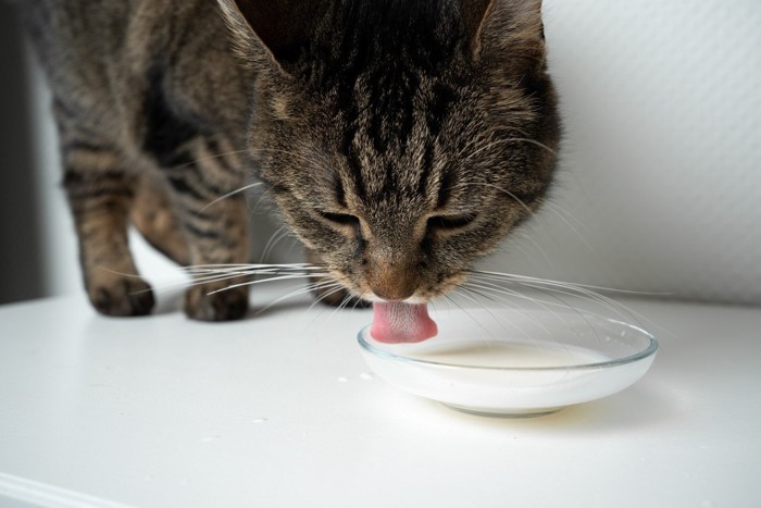 ミルクを飲む猫