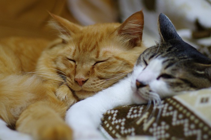 寄り添って眠る二匹の猫