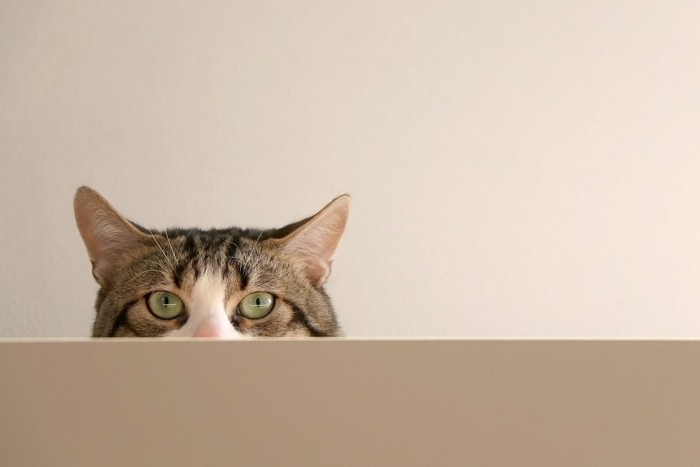 覗き込む猫