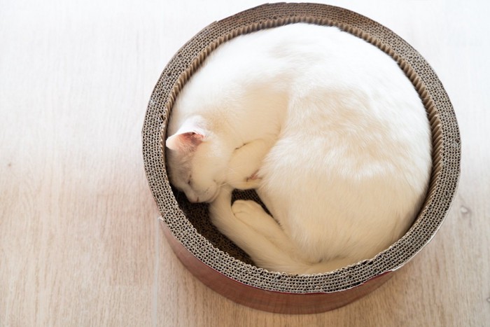 丸くなって眠る白猫