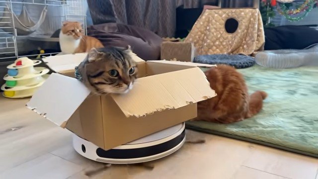 ロボット掃除機の上の箱から顔を出す猫