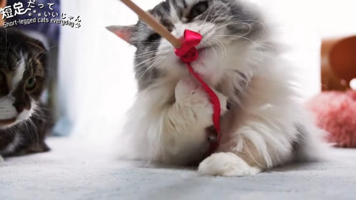 赤いリボンで遊ぶ猫
