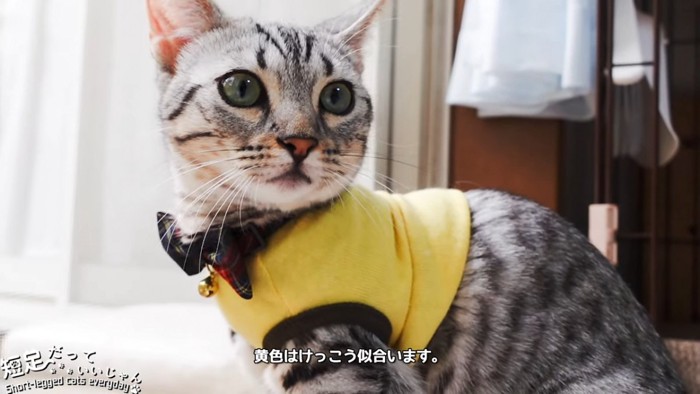 黄色い服を着た猫
