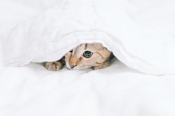 布団の中に隠れる猫