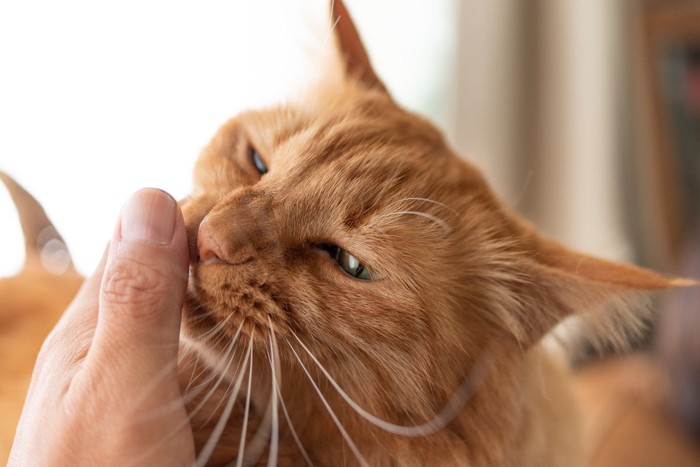 .飼い主の指を舐める猫