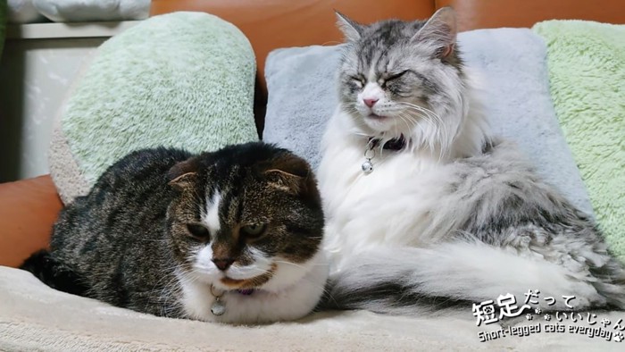 香箱座りの猫と目を閉じる猫
