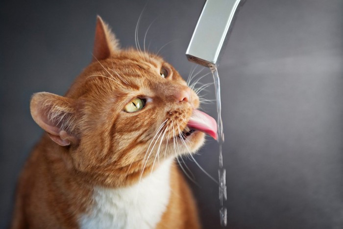 蛇口から垂れる水を舐める猫