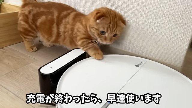 ロボット掃除機に手をかける猫
