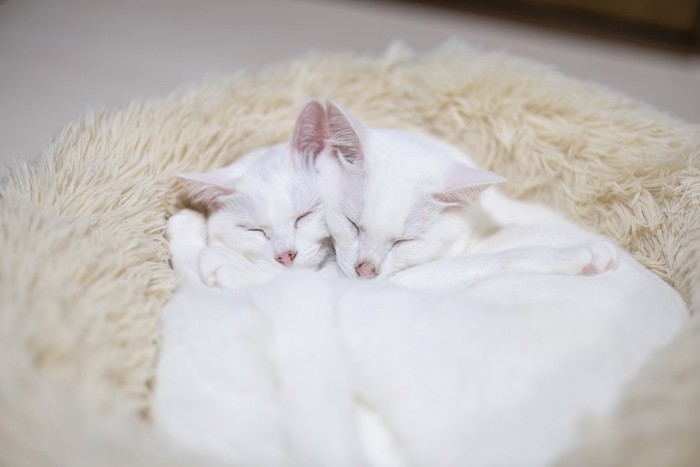 猫用ベッドで仲良く眠る白猫の兄妹