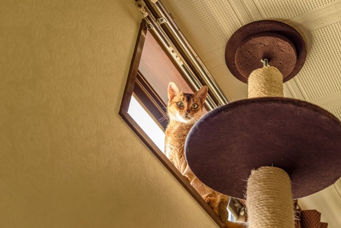 キャットタワーと窓際にいる猫