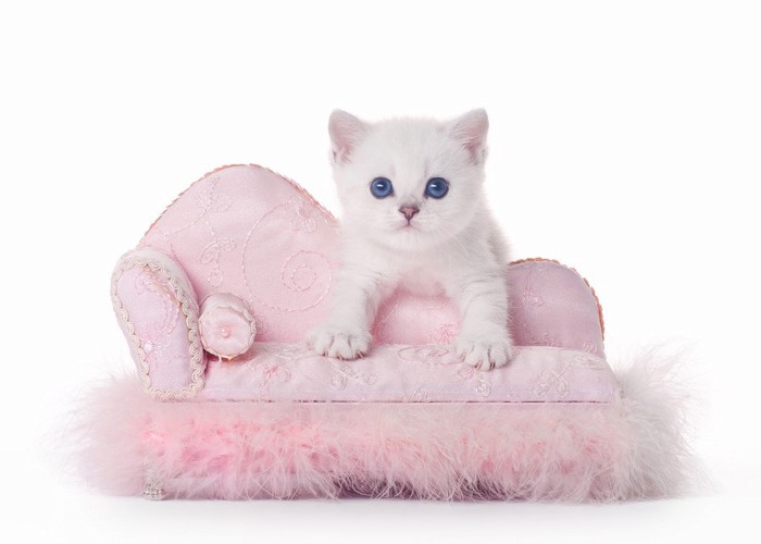 ピンクのソファの上にいる子猫