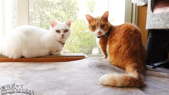 白猫と茶色の猫