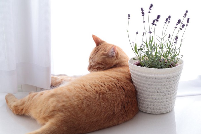 窓辺に置かれたラベンダーの鉢植えの横で眠る猫