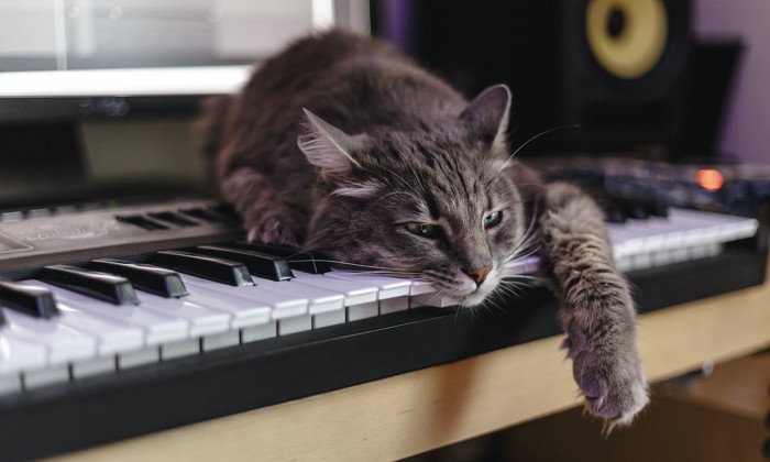 ピアノの上の猫