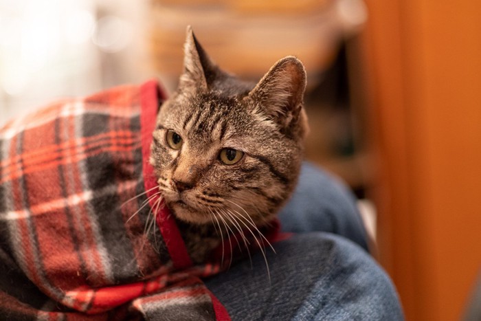 チェックの毛布を被る猫