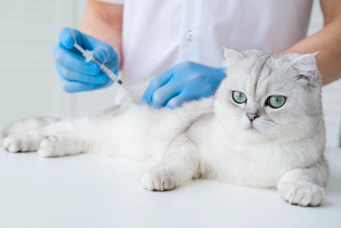 ワクチン注射を受ける白い猫