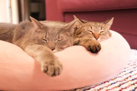 同じポーズで眠る兄妹猫