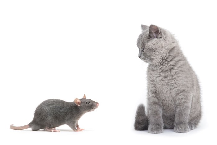 ネズミを見る猫