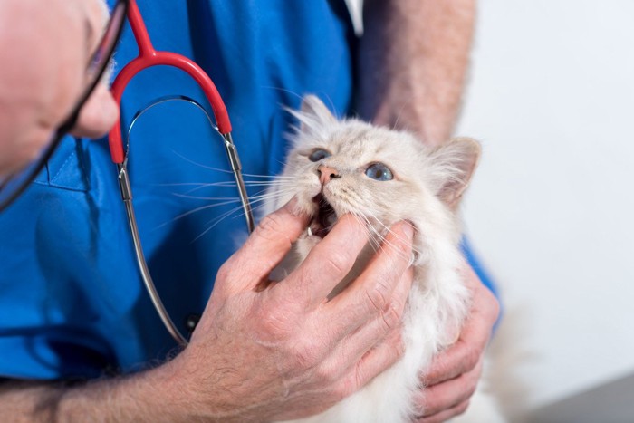 動物病院で口の中を覗かれる猫