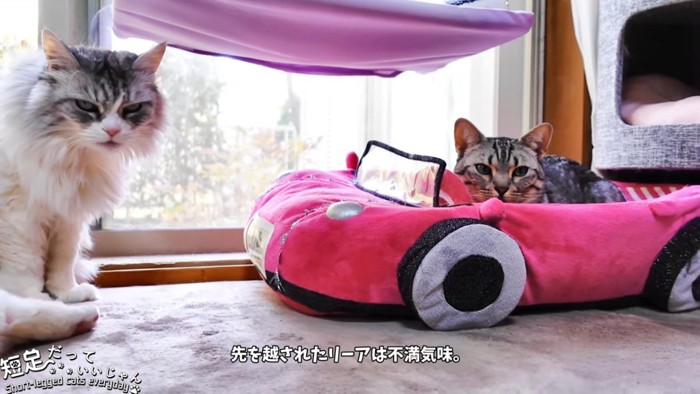 ベッドにいる猫と座る猫