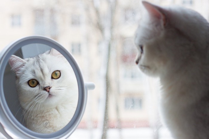 鏡をのぞく白猫