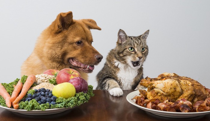 ご飯を前にする犬と猫