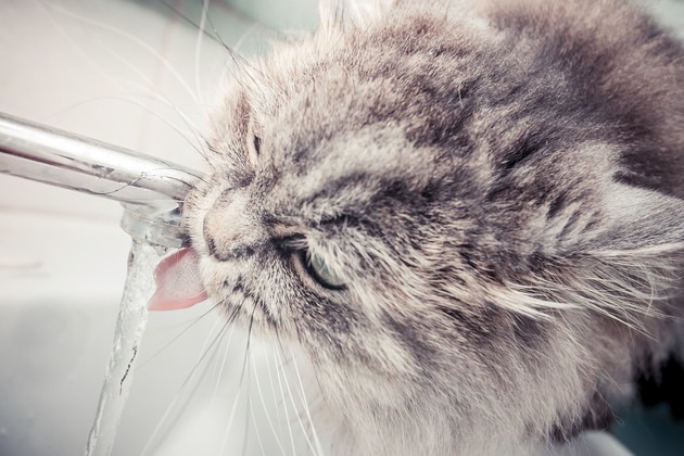 水道水を飲んでいる猫