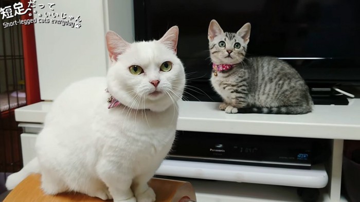 おすわりする白猫とテレビの前にいる子猫