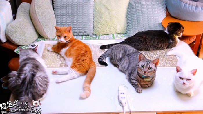 テーブルの上に乗る5匹の猫