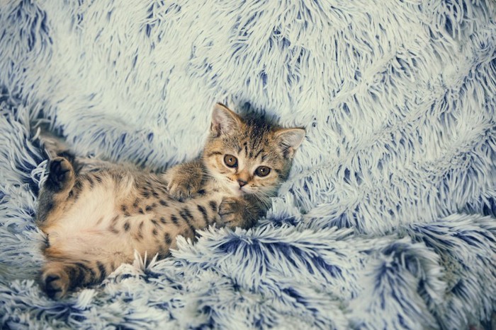 フカフカの毛布の上でくつろぐ子猫