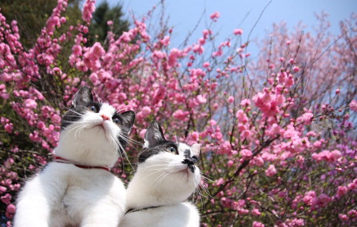 お花見する猫