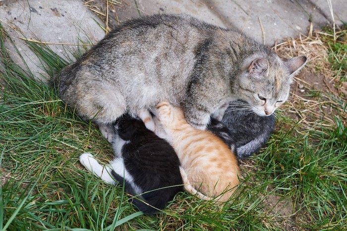 草むらで子猫に授乳する母猫
