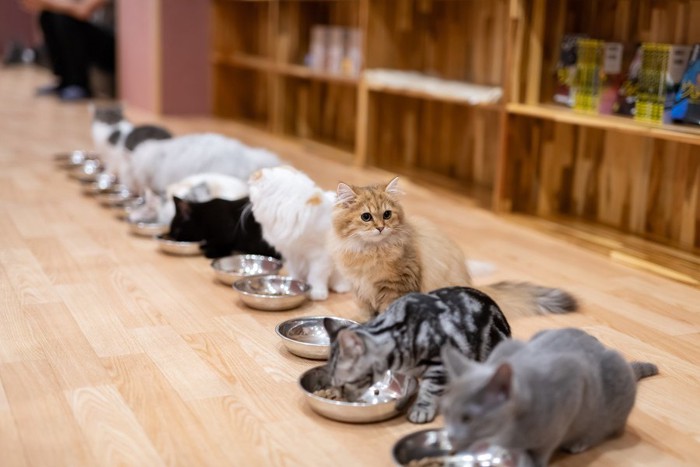 食事中のたくさんの猫