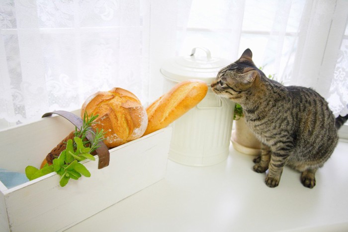 パンに興味津々な猫