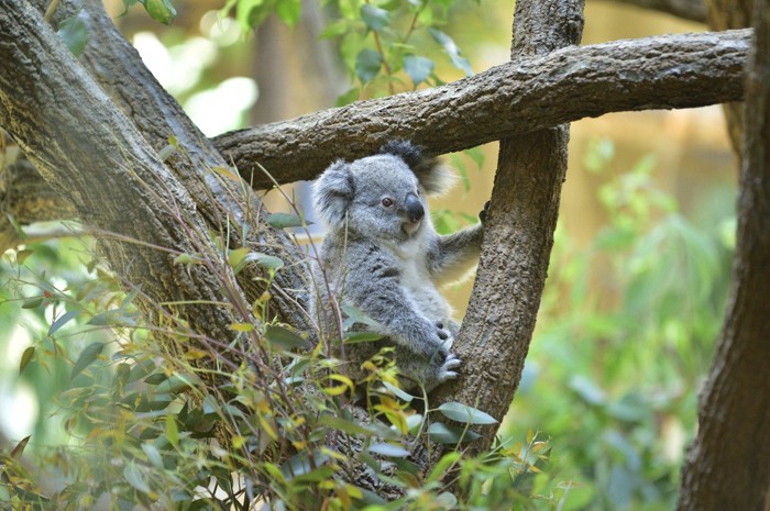 木の上のベビーコアラ