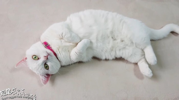 仰向けの白猫