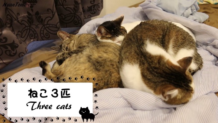 寝ている3匹の猫