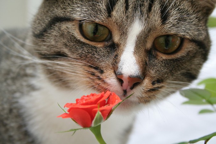 オレンジのバラの匂いを嗅ぐ猫
