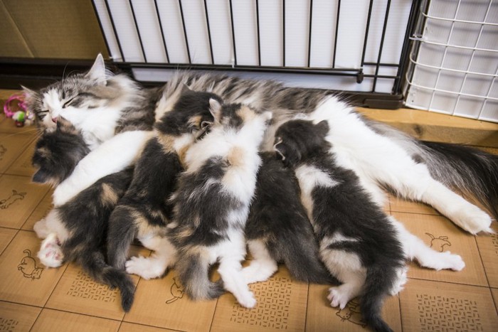 たくさんの子猫に授乳中の母猫